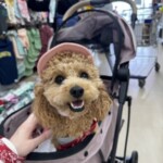 ㉔ひまわりちゃん
「キャップ🧢似合うね🙌」