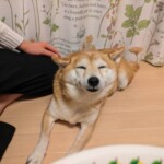 ⑰凛ちゃん
「にこにこ」