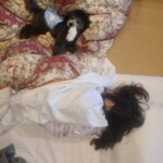 ㉘くろまめちゃん
「ふわふわと靴下とみれいと」