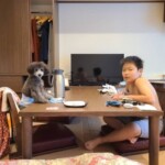 ㉗くろまめちゃん
「サミット」