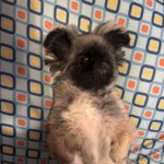 ㉑琥珀ちゃん「ヨギボーは犬も…」