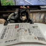 ⑮小空ちゃん「今日のニュースは?」