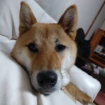 ②ソラちゃん「親父顔」