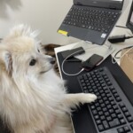 ④ロアちゃん「部長、おはようございます。テレワーク開始します。」