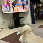 ⑦ポチャちゃん「いつでも学びは必要さ♂」