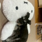 ⑧Buddyちゃん「私だってクッション使いたいわ」