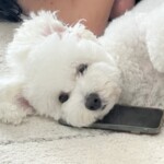 ⑪チャイちゃん「ただいま電話中」