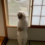 ⑫ショパンちゃん「ショパン原人」