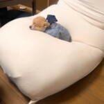 ⑬ポン太ちゃん「ヨギボーていいよなぁ」