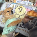 ㉒ポポちゃん「ぼくも、パン食べたいよ」