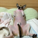 ㉕メープルちゃん「🩲はいてくれー」